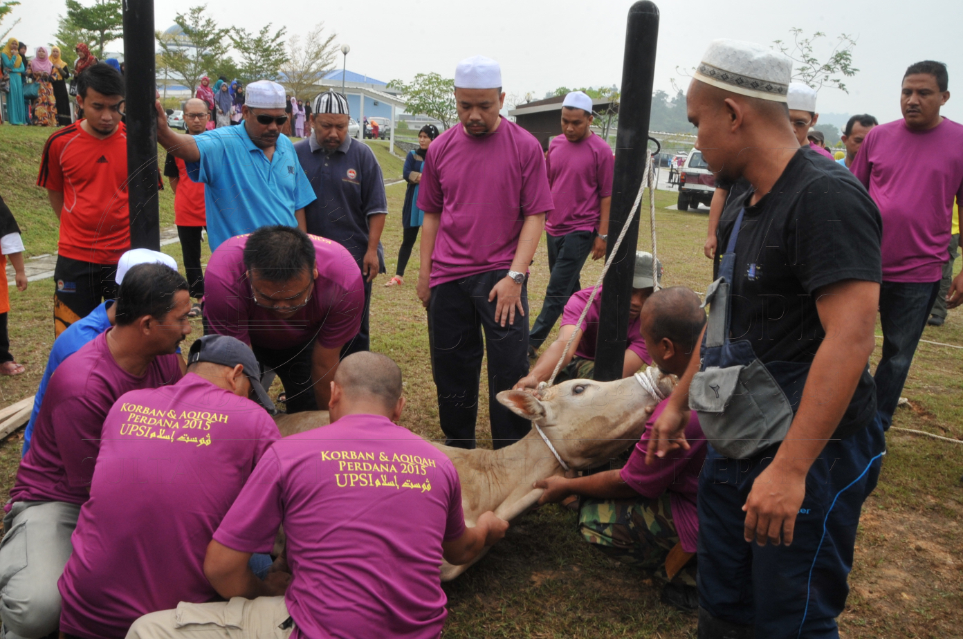 PRO15 150 KORBAN HAS 6695